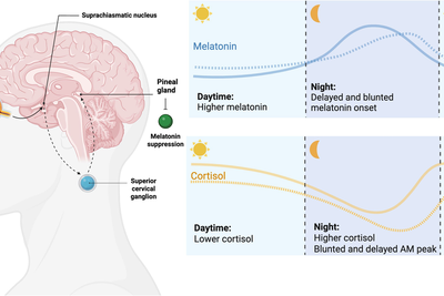 ADHD as a circadian rhythm disorder: evidence and implications for chronotherapy