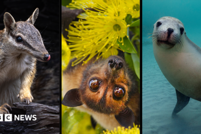 Australia is the planet's extinction hotspot, but one animal offers a glimmer of hope