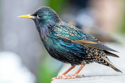 Birds Across Europe Flee Sooner When a Woman Approaches Than a Man, and Scientists Have No Idea Why