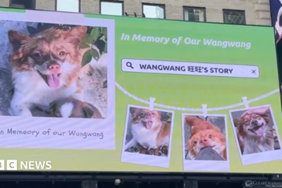 Blocked by censors, China's animal lovers take fight against abuse offline and overseas