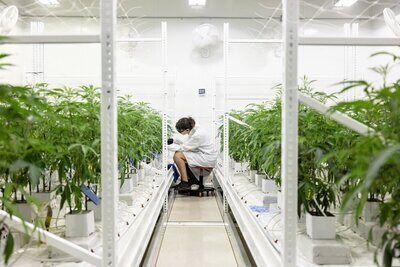 Can sounds make plants grow bigger? A start-up says they can