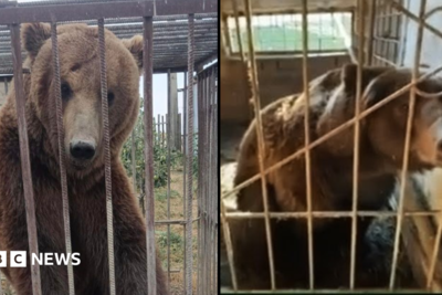 From Russian cages to Irish sanctuary: The five-year rescue journey of Bu and Tyapa