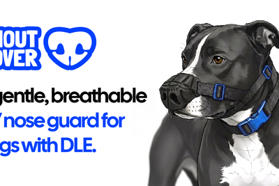 I designed a nose guard for my dog and gave it away. Now 500 dogs wear one