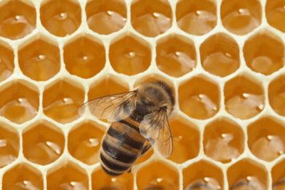 In 1984, NASA Sent 3,301 Bees to Space and They Built Comb in Seven Days