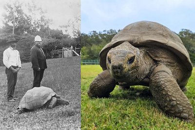 'Jonathan' is the oldest land animal on Earth
