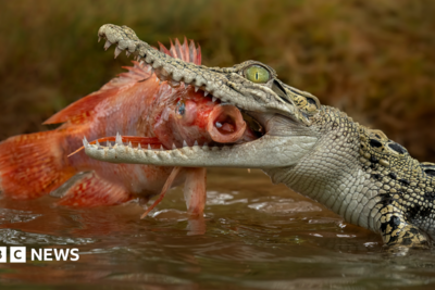 Man charged over AI image of crocodile in Singapore reservoir