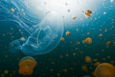 NASA Sent Thousands of Jellyfish to Space in 1991. The Babies Born Up There Couldn’t Handle Earth