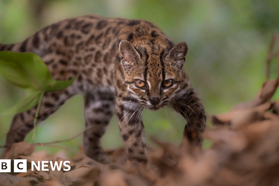 New wild cat species discovered – with only one known living member