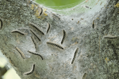 Oak Trees Have a Sneaky Trick to Starve the Caterpillars Eating Them