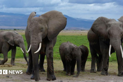 Pesticide-sprayed tomatoes suspected to have killed 15 elephants in Kenya