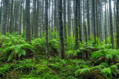 Scientists Stumbled Back Onto a Forest Experiment Abandoned for 30 Years, and the Results Stunned Them