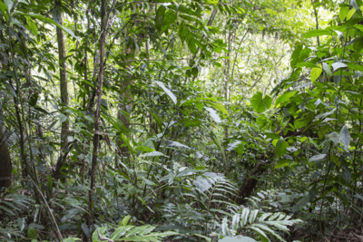 Sixteen Years After 12,000 Tons of Orange Peels, a Costa Rica Forest Grew Back