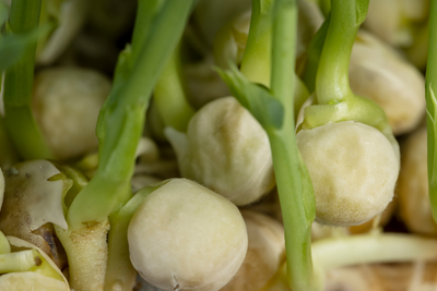 Three schoolgirls in Kinsale pulled up a pea plant covered in warts (2016)