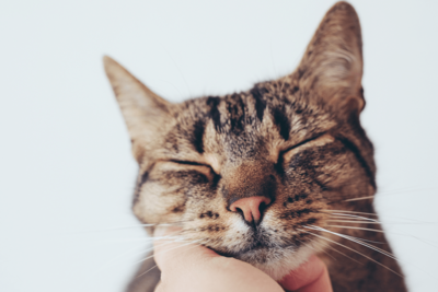 Your Cat’s Unique Vocalization May Mimic the Sound of an Infants Cry